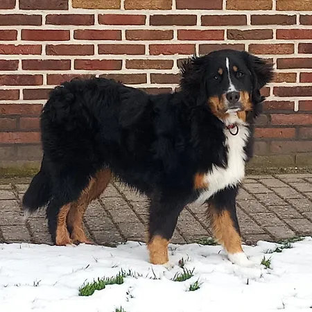 Boerenskuur De Bedstee *